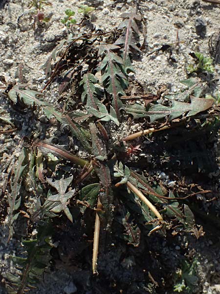 Taraxacum spec9 ? \ L�wenzahn / Dandelion, Kos Kephalos 8.4.2026