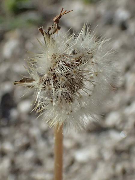 Taraxacum spec9 ? \ L�wenzahn / Dandelion, Kos Kephalos 8.4.2026