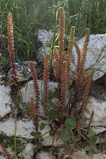 Umbilicus horizontalis \ Waagerechtes Nabelkraut / Narrow Navelwort, Kos Lagoudi 9.4.2026