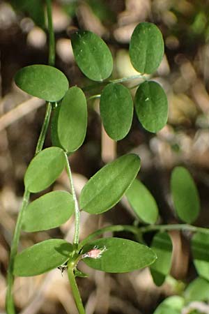 Vicia cretica \ Kretische Wicke / Cretan Vetch, Kos Zia 13.4.2026