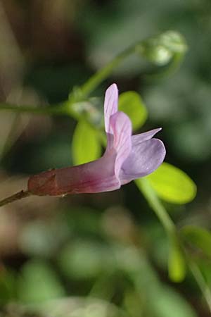 Vicia cretica \ Kretische Wicke / Cretan Vetch, Kos Zia 13.4.2026