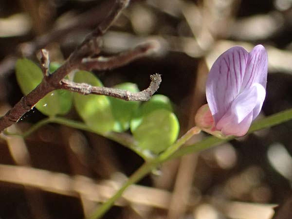Vicia cretica \ Kretische Wicke / Cretan Vetch, Kos Zia 13.4.2026