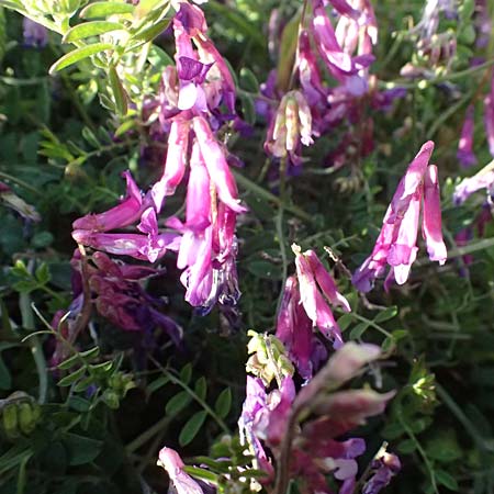 Vicia villosa subsp. eriocarpa \ Wollsamige Zottel-Wicke / Woollyseed Fodder Vetch, Kos Kephalos 8.4.2026