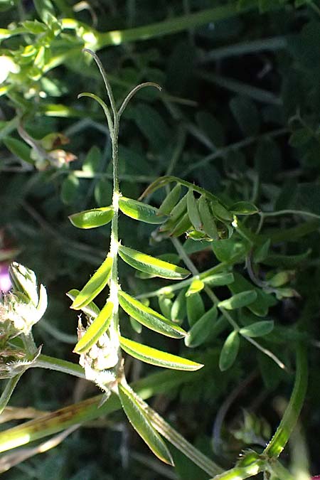 Vicia villosa subsp. eriocarpa \ Wollsamige Zottel-Wicke / Woollyseed Fodder Vetch, Kos Kephalos 8.4.2026