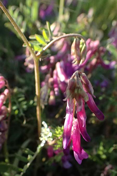Vicia villosa subsp. eriocarpa \ Wollsamige Zottel-Wicke / Woollyseed Fodder Vetch, Kos Kephalos 8.4.2026