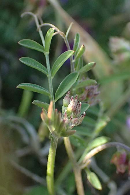 Vicia villosa subsp. eriocarpa \ Wollsamige Zottel-Wicke / Woollyseed Fodder Vetch, Kos Kephalos 8.4.2026