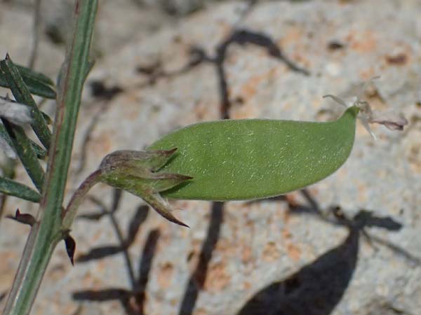 Vicia peregrina \ Fremde Wicke / Wandering Vetch, Kos Hippokrates Garden 12.4.2026