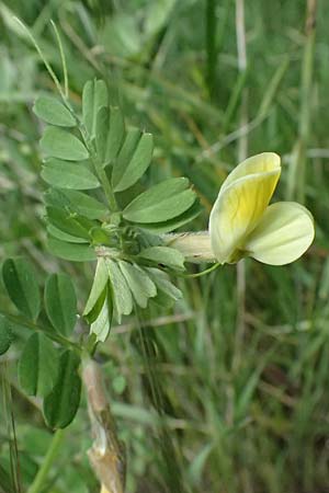 Vicia hybrida \ Hybrid-Wicke / Hairy Vellow-Vetch, Kos Zipari 9.4.2026