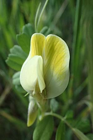Vicia hybrida \ Hybrid-Wicke / Hairy Vellow-Vetch, Kos Zipari 9.4.2026