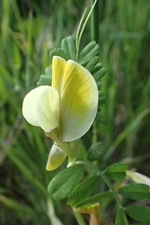 Vicia hybrida \ Hybrid-Wicke / Hairy Vellow-Vetch, Kos Zipari 9.4.2026
