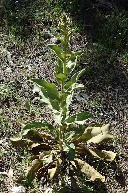 Verbascum mykales ? \ Mykale-K�nigskerze / Mykale Mullein, Kos Agios Nektarios 10.4.2026