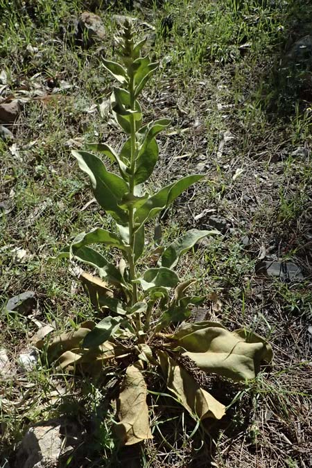 Verbascum mykales ? \ Mykale-K�nigskerze / Mykale Mullein, Kos Agios Nektarios 10.4.2026