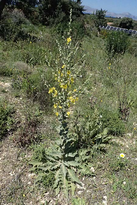 Verbascum sinuatum \ Gewelltbl�ttrige K�nigskerze / Wavyleaf Mullein, Kos Hippocrates Garden 12.4.2026