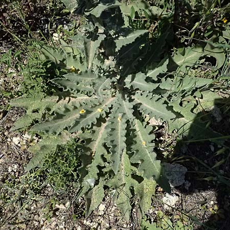 Verbascum sinuatum \ Gewelltbl�ttrige K�nigskerze / Wavyleaf Mullein, Kos Hippocrates Garden 12.4.2026