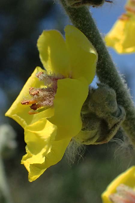 Verbascum sinuatum \ Gewelltbl�ttrige K�nigskerze / Wavyleaf Mullein, Kos Hippocrates Garden 12.4.2026