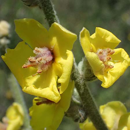 Verbascum sinuatum \ Gewelltbl�ttrige K�nigskerze / Wavyleaf Mullein, Kos Hippocrates Garden 12.4.2026