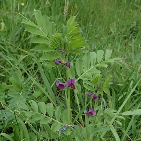 Vicia sativa var. sativa \ Saat-Wicke, Echte Futter-Wicke / Common Vetch, Kos Psalidi Wetlands 15.4.2026