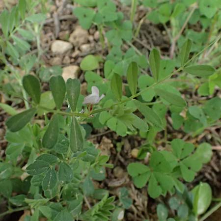 Vicia cuspidata \ Spitzbl�ttrige Wicke / Cusped Vetch, Kos Dikeos 14.4.2026