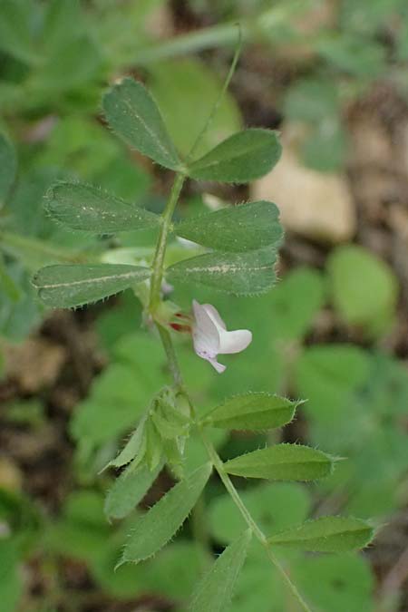 Vicia cuspidata \ Spitzbl�ttrige Wicke / Cusped Vetch, Kos Dikeos 14.4.2026