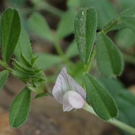 Vicia cuspidata \ Spitzbl�ttrige Wicke / Cusped Vetch, Kos Dikeos 14.4.2026