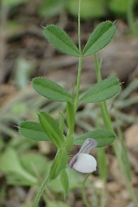 Vicia cuspidata \ Spitzbl�ttrige Wicke / Cusped Vetch, Kos Dikeos 14.4.2026