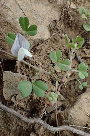 Vicia cuspidata \ Spitzbl�ttrige Wicke / Cusped Vetch, Kos Dikeos 14.4.2026