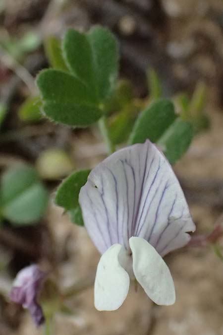 Vicia cuspidata \ Spitzbl�ttrige Wicke / Cusped Vetch, Kos Dikeos 14.4.2026