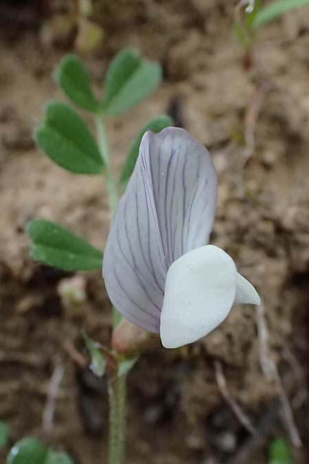 Vicia cuspidata \ Spitzbl�ttrige Wicke / Cusped Vetch, Kos Dikeos 14.4.2026