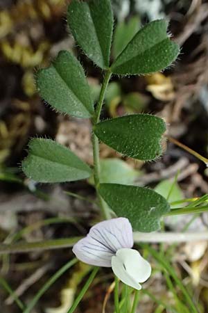 Vicia cuspidata \ Spitzbl�ttrige Wicke / Cusped Vetch, Kos Dikeos 14.4.2026
