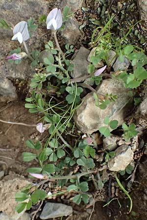 Vicia cuspidata \ Spitzbl�ttrige Wicke / Cusped Vetch, Kos Dikeos 14.4.2026