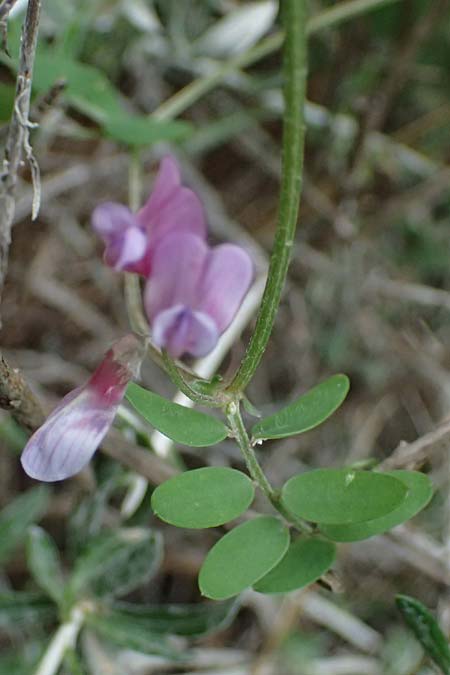 Vicia cretica \ Kretische Wicke / Cretan Vetch, Kos Zipari 9.4.2026