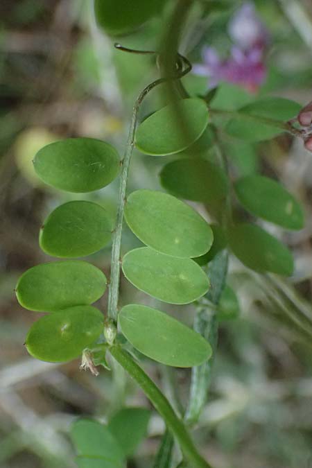 Vicia cretica \ Kretische Wicke / Cretan Vetch, Kos Zipari 9.4.2026