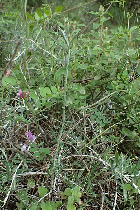 Vicia cretica \ Kretische Wicke / Cretan Vetch, Kos Zipari 9.4.2026