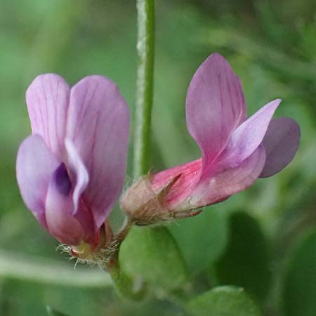 Vicia cretica \ Kretische Wicke / Cretan Vetch, Kos Zipari 9.4.2026
