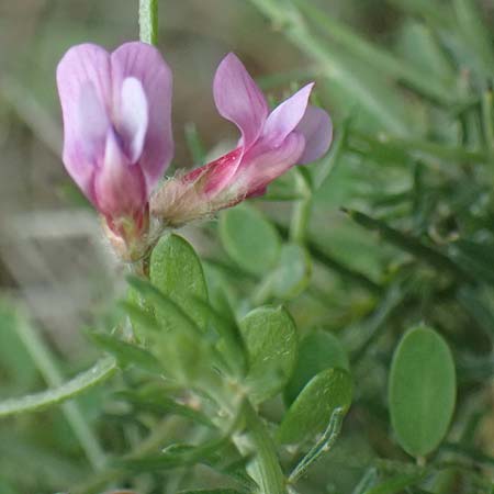 Vicia cretica \ Kretische Wicke / Cretan Vetch, Kos Zipari 9.4.2026