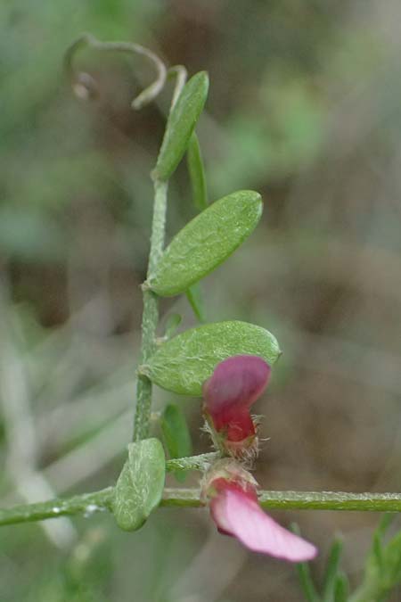 Vicia cretica \ Kretische Wicke / Cretan Vetch, Kos Zipari 9.4.2026
