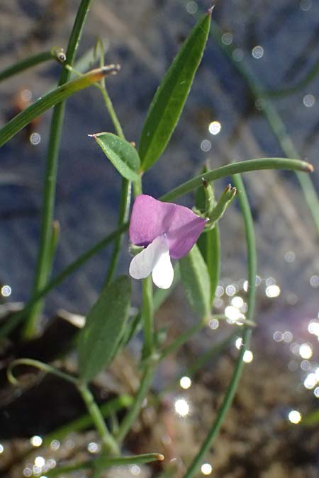 Vicia bithynica \ Bithynische Wicke / Bithynian Vetch, Kos Agios Nektarios 10.4.2026