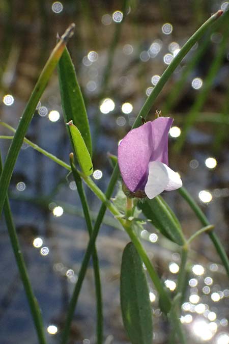 Vicia bithynica \ Bithynische Wicke / Bithynian Vetch, Kos Agios Nektarios 10.4.2026