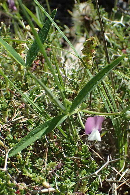 Vicia bithynica \ Bithynische Wicke / Bithynian Vetch, Kos Agios Nektarios 10.4.2026