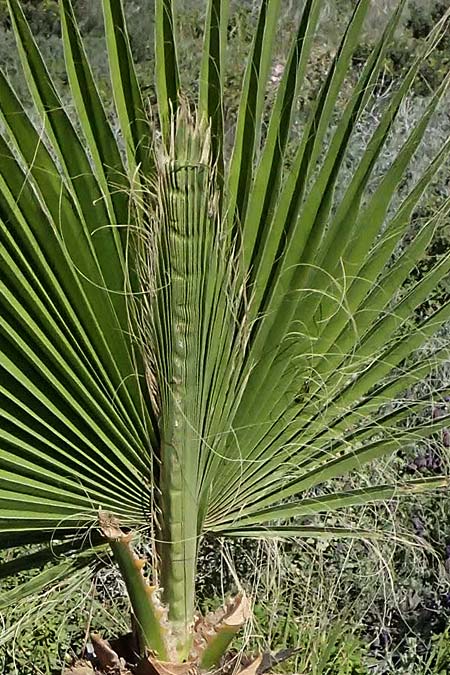 Washingtonia spec1 ? \ Washington-Palme / Washingtonia Palm, Kos Paradise Beach 12.4.2026