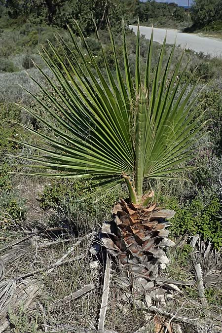 Washingtonia spec1 ? \ Washington-Palme / Washingtonia Palm, Kos Paradise Beach 12.4.2026