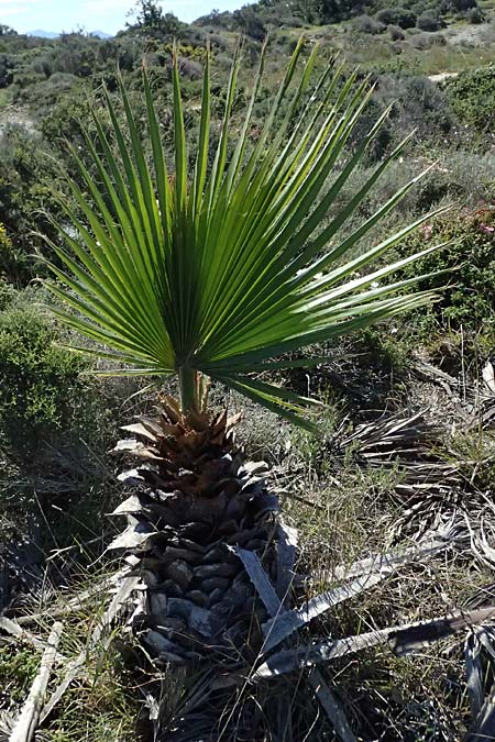 Washingtonia spec1 ? \ Washington-Palme / Washingtonia Palm, Kos Paradise Beach 12.4.2026