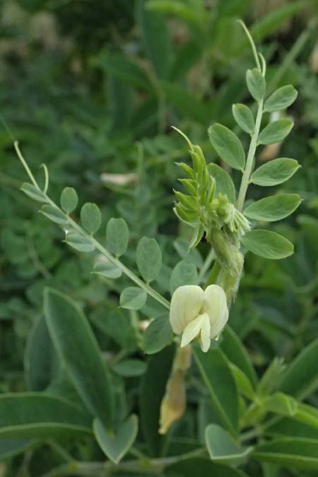 Vicia lutea \ Gelbe Wicke / Yellow Vetch, Kos Psalidi Wetlands 15.4.2026