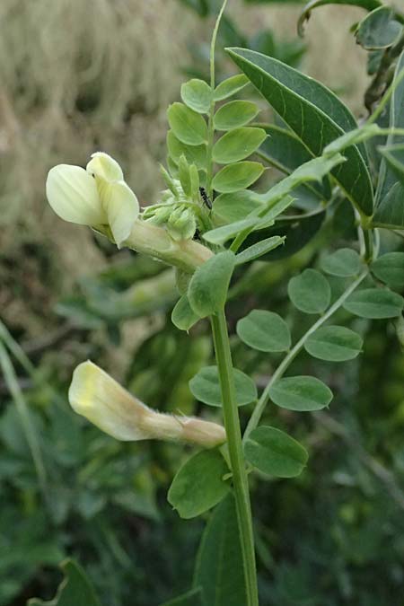 Vicia lutea \ Gelbe Wicke / Yellow Vetch, Kos Psalidi Wetlands 15.4.2026