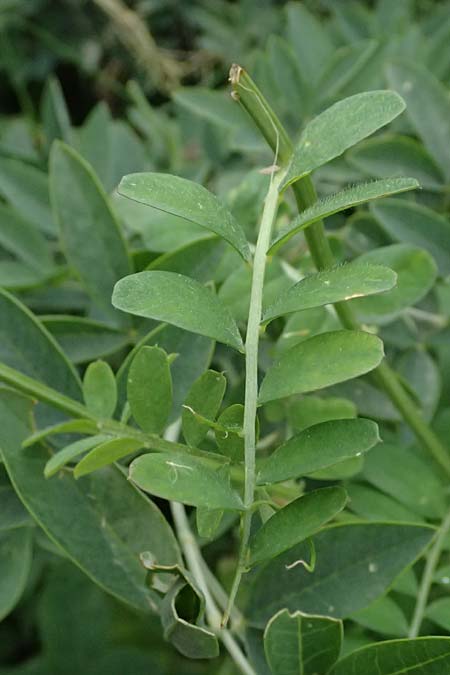 Vicia lutea \ Gelbe Wicke / Yellow Vetch, Kos Psalidi Wetlands 15.4.2026