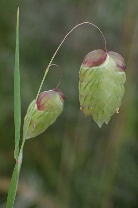Briza maxima \ Gro�es Zittergras / Large Quaking Grass, Kos Psalidi 15.4.2026