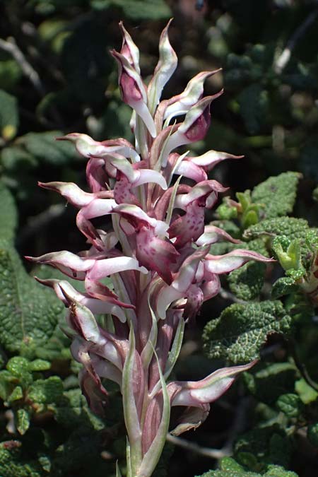 Anacamptis coriophora subsp. fragrans \ Wohlriechendes Knabenkraut (Farbvariante), Kos  Kephalos 8.4.2026 