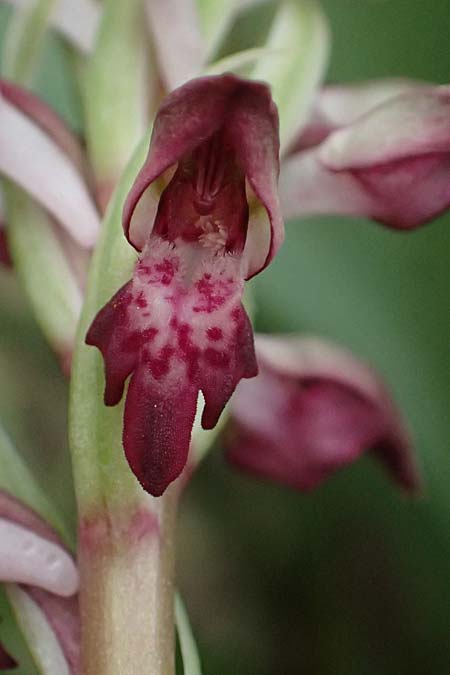 Anacamptis coriophora subsp. fragrans \ Wohlriechendes Knabenkraut (Farbvariante), Kos  Psalidi 15.4.2026 