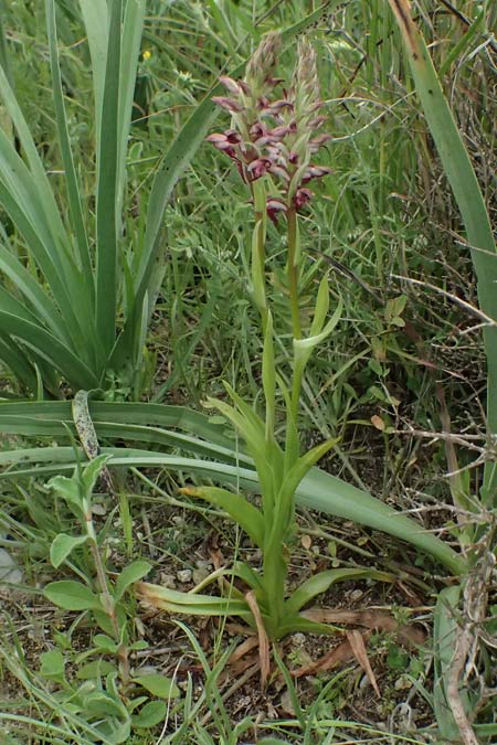 Anacamptis coriophora subsp. fragrans \ Wohlriechendes Knabenkraut (Farbvariante), Kos  Psalidi 15.4.2026 