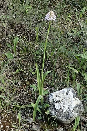 Anacamptis pyramidalis subsp. brachystachys \ Kurz&auml;hrige Pyramidenorchis / Pyramidal Orchid, Kos  Zipari 9.4.2026 